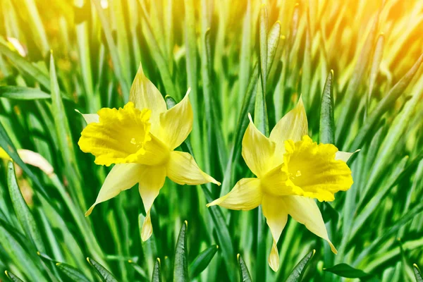 Narcisi di fiori luminosi e colorati — Foto Stock