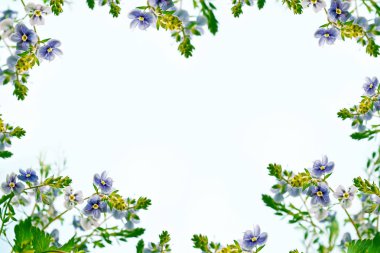 Bana yoksullar çiçekler yaz manzara arka plan üzerinde.