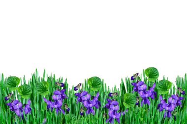 Beyaz arka plan üzerinde izole papatyalar yaz çiçek. 