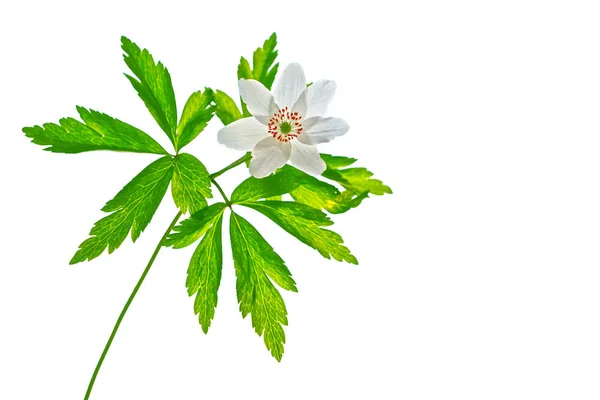 Flores de primavera nevadas aisladas sobre fondo blanco . — Foto de Stock