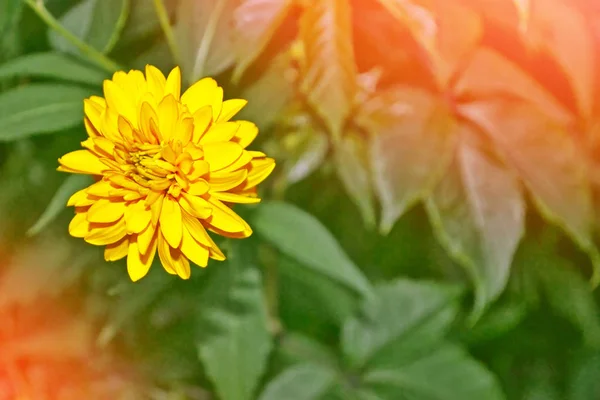 Ljusa färgglada blomman dahlia — Stockfoto