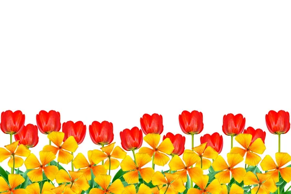 Wiosenne kwiaty tulipany izolowane na białym tle. — Zdjęcie stockowe