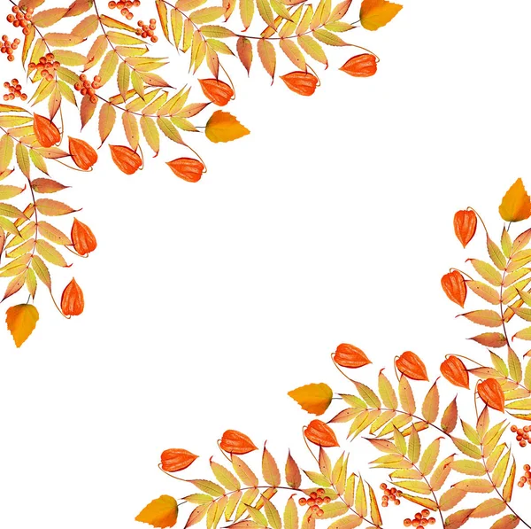 秋天的叶子被白色的背景隔开了. — 图库照片
