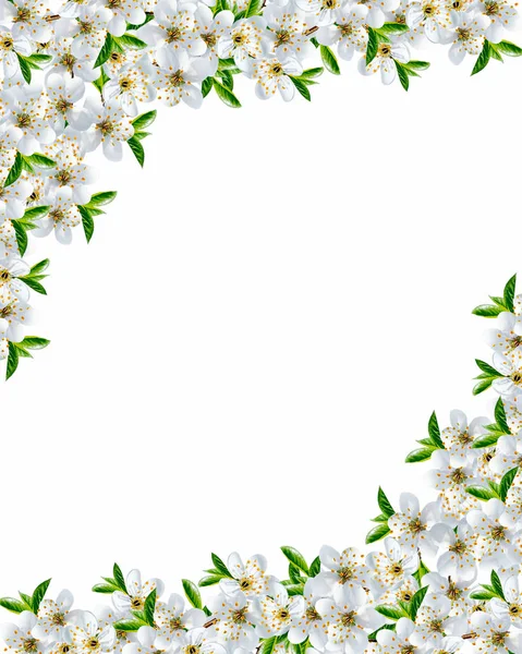 Ramo florido de maçã isolado em um fundo branco. Primavera — Fotografia de Stock