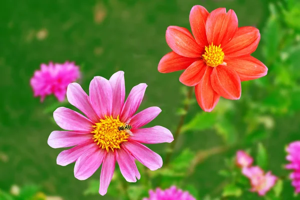 Flores coloridas dalia en el fondo de la landsca de verano —  Fotos de Stock