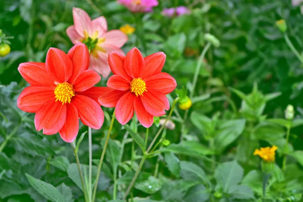 Flores coloridas dalia en el fondo de la landsca de verano —  Fotos de Stock