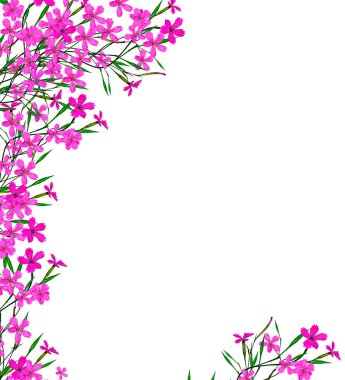 Beyaz arka plan üzerinde izole renkli karanfil çiçek.