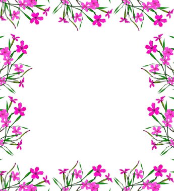 Beyaz arka plan üzerinde izole renkli karanfil çiçek.