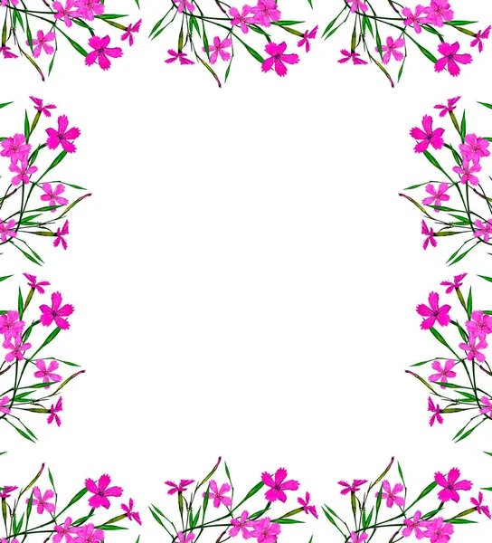 Kleurrijke carnation bloemen geïsoleerd op witte achtergrond. — Stockfoto