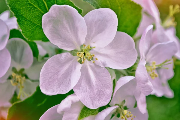 Flores de primavera de colores brillantes — Foto de Stock