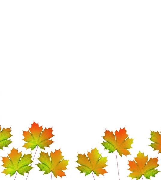 Höst löv isolerad på vit bakgrund. — Stockfoto