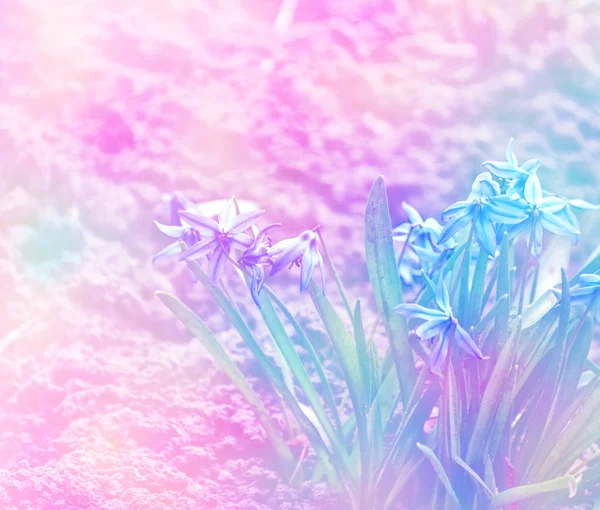 A primeira flor de primavera delicada snowdrop. — Fotografia de Stock