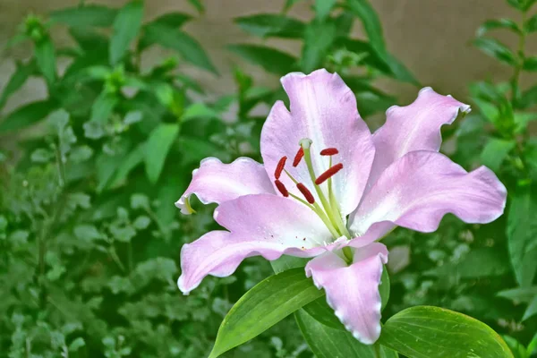 Πολύχρωμο φωτεινό κρίνο λουλούδια σε ένα φόντο του καλοκαιριού εδάφη — Φωτογραφία Αρχείου