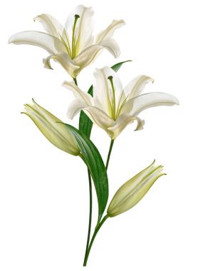 Beyaz arka plan üzerinde izole çiçek lily. Yaz