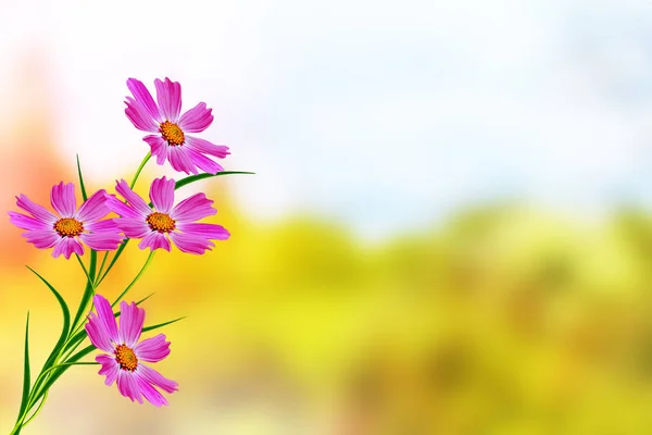 Flores cosmos coloridas em um fundo de paisagem de verão. — Fotografia de Stock