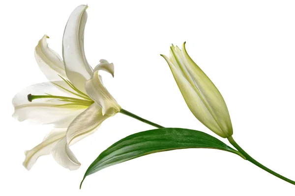 Flor lírio isolado no fundo branco. Verão — Fotografia de Stock