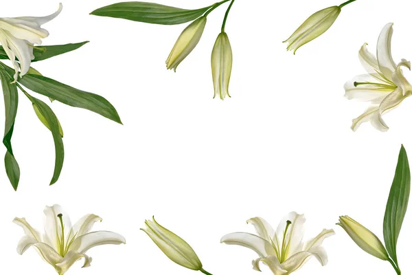 Квіткова лілія ізольована на білому тлі. літо — стокове фото