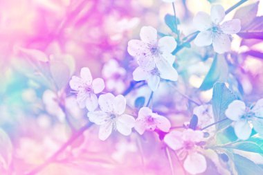 Parlak renkli bahar çiçekleri