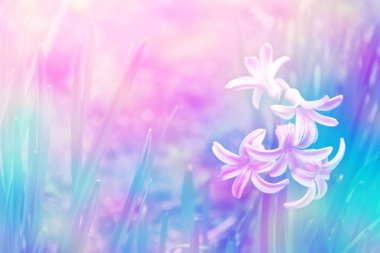 Parlak ve renkli çiçekler nergis