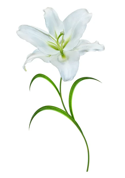 花ユリは、白い背景で隔離。夏 — ストック写真