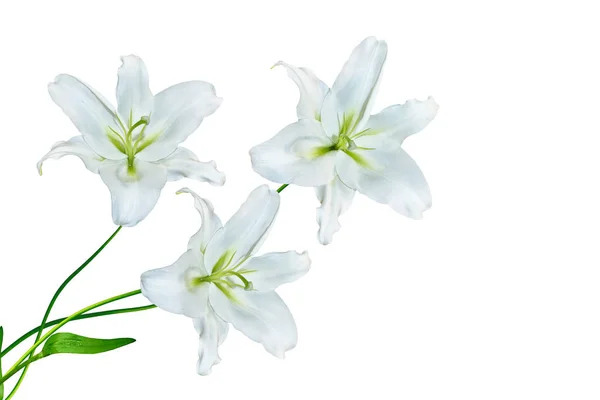 Flower lily isolated on white background. summer — Stock Photo, Image