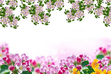 Beyaz bir arka plan üzerinde izole elma dalı çiçeklenme. Bahar