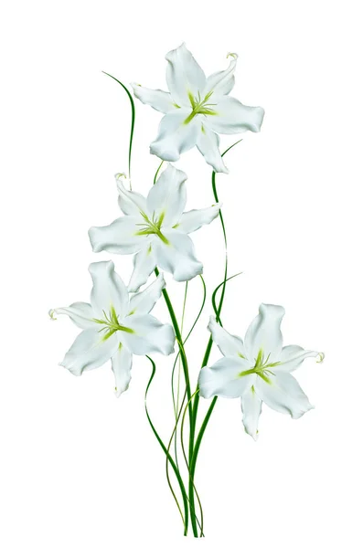 Flower lily isolated on white background. summer — Stock Photo, Image