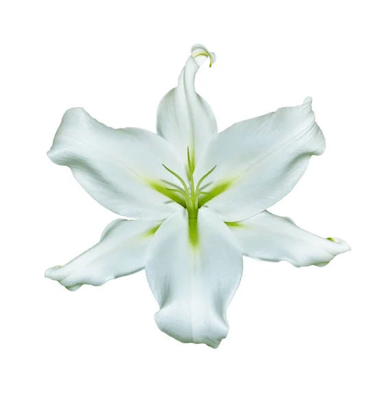 Flor lírio isolado no fundo branco. Verão — Fotografia de Stock