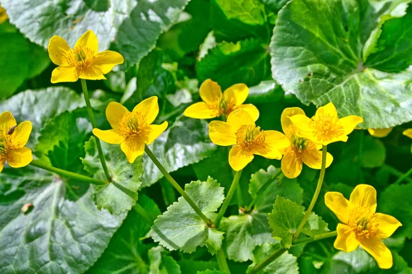 Heldere kleurrijke gele bloemen tegen de achtergrond van de som — Stockfoto