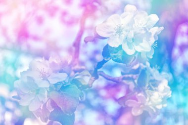 Çiçek açması şube elma. 