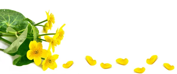 Bright yellow spring flowers on a white background. — Stock Photo, Image