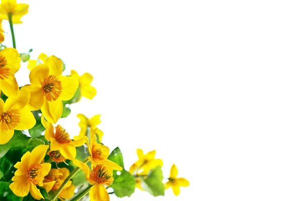 Fleurs printanières jaune vif sur fond blanc . — Photo