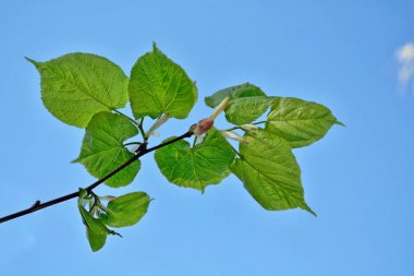 Doğal arka plan. Genç yeşil yaprakları.