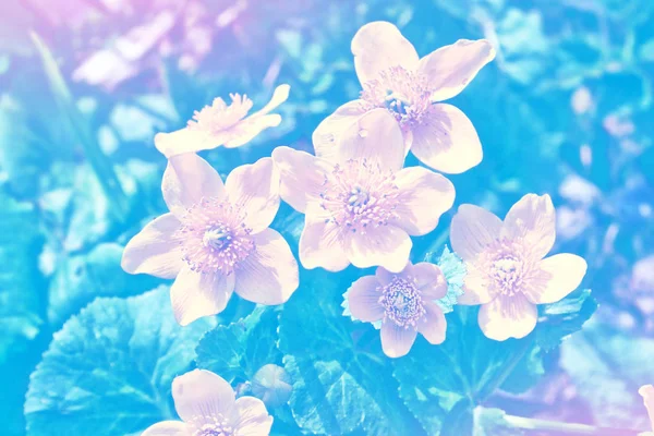 Πολύχρωμα και φωτεινά ανοιξιάτικα λουλούδια. Φυσικό υπόβαθρο. — Φωτογραφία Αρχείου