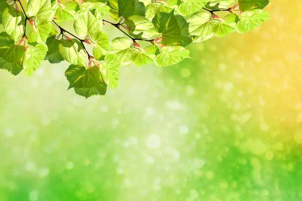 自然な背景。緑の若葉します。. — ストック写真
