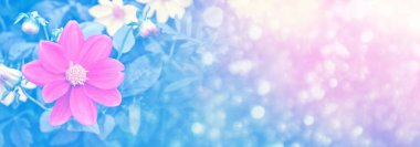 Yaz landsca arka plan üzerinde renkli çiçekler dahlia