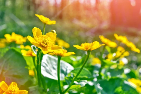 Luminosi fiori gialli colorati sullo sfondo della somma — Foto Stock