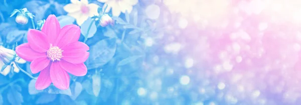 A háttérben a nyári táj színes virágok dahlia — Stock Fotó