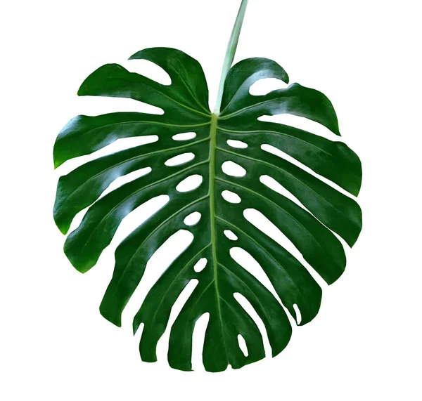 Tropikal çiçek monstera yaprak yeşil