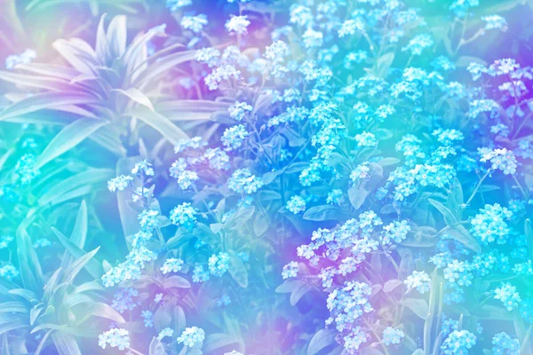 Me-nots Flores silvestres en el fondo del paisaje de verano . —  Fotos de Stock
