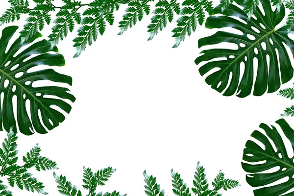 Floral background of green leaves of monsters and ferns — Stock Photo, Image