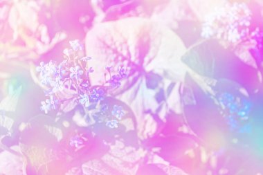 Bana yoksullar çiçekler yaz manzara arka plan üzerinde.