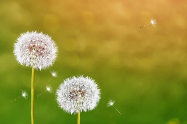 Fluffy dandelion flower against the background of the summer lan — Stock Photo, Image