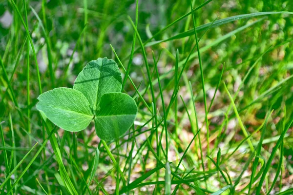 Feuilles de trèfle vert sur un fond paysage d'été — Photo