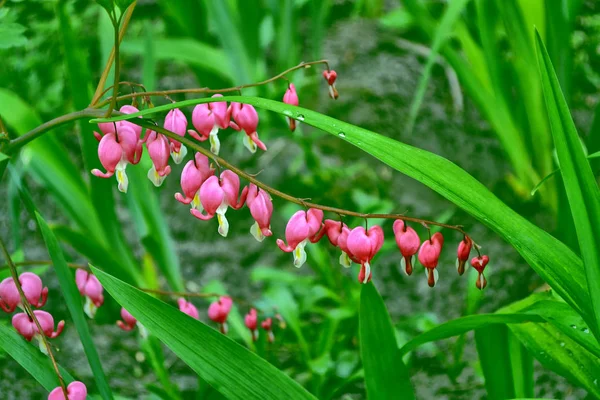 Blödning hjärtat (Dicentra spectabilis) blommor — Stockfoto