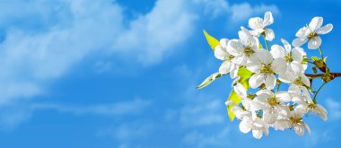 Çiçek açması şube elma. 