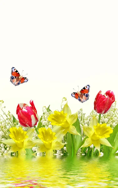 Frühlingsblumen Maiglöckchen und Narzissen — Stockfoto