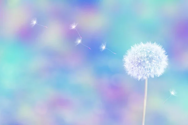 Fluffy dandelion flower against the background of the summer lan — Stock Photo, Image