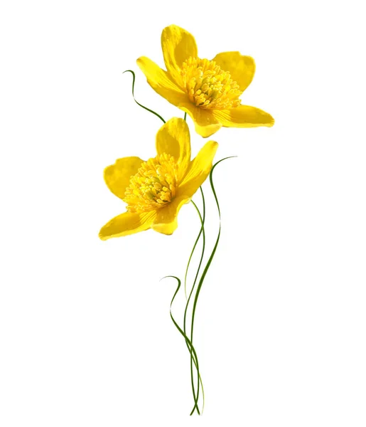 白い背景の明るい黄色の春の花. — ストック写真
