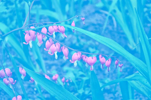 출혈이 심장 (금낭화속 spectabilis) 꽃 — 스톡 사진
